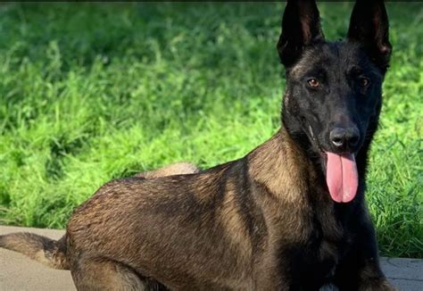 Trained Adolescent Belgian Malinois, 52% OFF