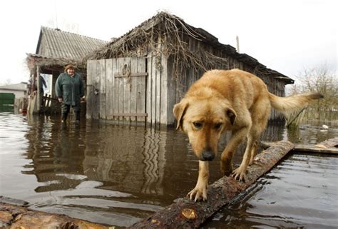 As flood waters rise, animals await rescue