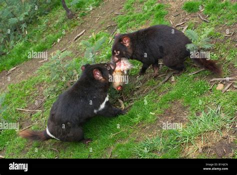 Tasmanian Devils Fight Over A Rabbit Carcass Stock Photo Alamy