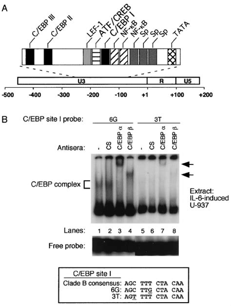 A C Ebp Binding Site I Variant Exhibits Very Low Reactivity For Members