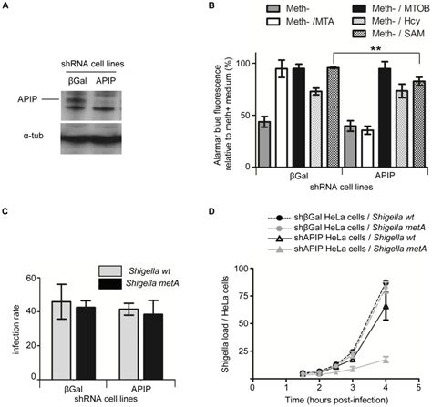 A Western Blot Analysis Of Apip Stable Knockdown Hela Cells B