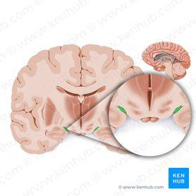 Optic tract: anatomy, structure and function | Kenhub