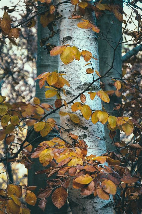 Birch Leaf Photos, Download The BEST Free Birch Leaf Stock Photos & HD Images