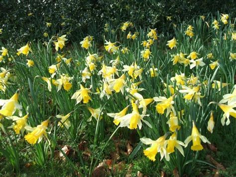 Narcissus pseudonarcissus | Pacific Bulb Society