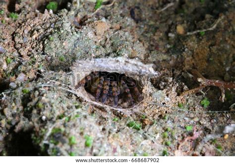 Trapdoor Spider Habitat Stock Photo 668687902 | Shutterstock