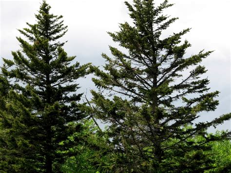 Picea rubens (Eastern Spruce, He Balsam, Red Spruce, West Virginia ...