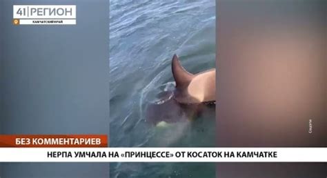 Foca Se Salva De Ser Devorada Por Orcas Saltando A Un Yate Video El