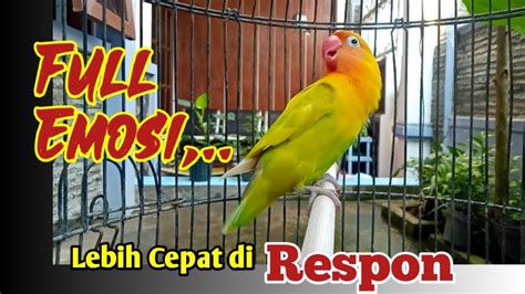 Lovebird Apapun Langsung Full Emosi Nyaut Gacor Ketika Di Dengarkan