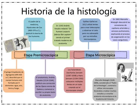 Arriba 91 Imagen Padre De La Histologia Abzlocal Mx