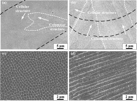 SEM Observations Of The SLM Fabricated 316L Stainless Steel Samples