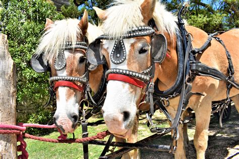 33rd Annual Homestead Fair at Homestead Craft Village in Waco