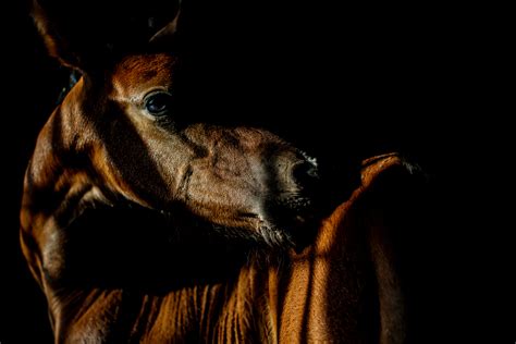 Ledyard Morgan Horse Farm Photography By Tracey Buyce Photography