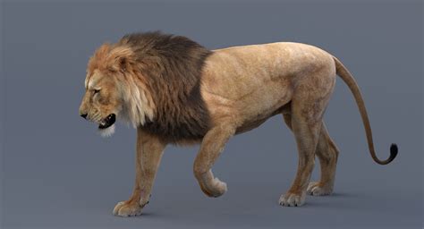 3D Lion Animated — Missset