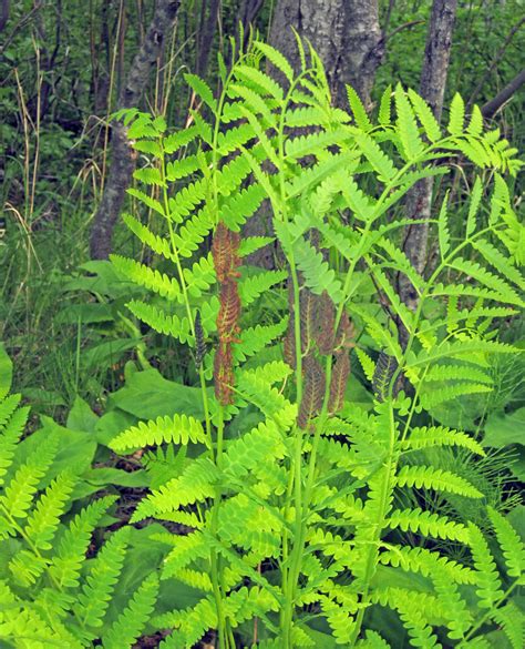 Osmunda Claytoniana Interrupted Fern Gooseberry Falls S Flickr