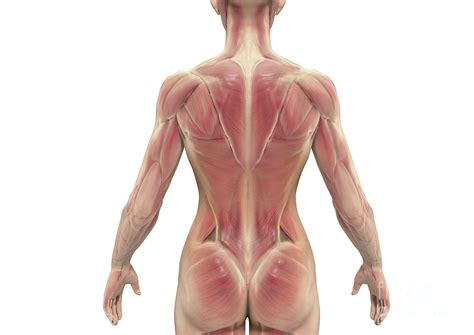 Muscles Of The Back Photograph By Medical Graphics Michael Hoffmann