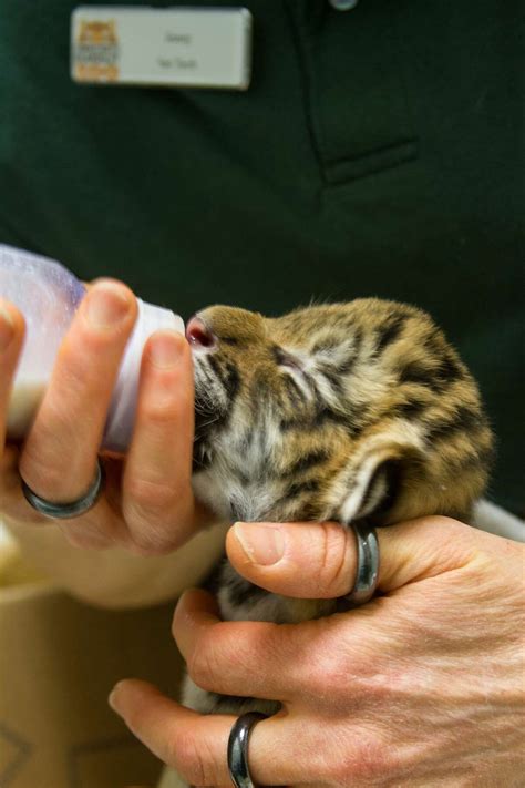 Baby tiger cubs get media showing at Beardsley Zoo