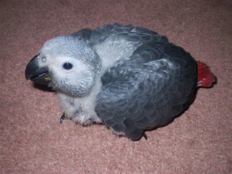 Baby African Grey Parrot African Grey Parrot African Grey Parrot Pet