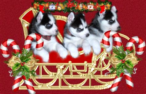 Christmas Husky Wallpaper - WallpaperSafari