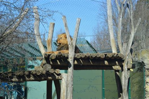 Schonbrunn Zoo stock photo. Image of relaxing, faimous - 88224596