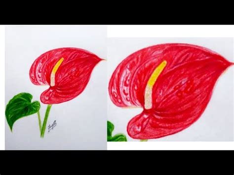 Anthurium Flower Drawing With Colored Pencils Botanical Drawing