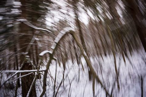 Naked Tree Branches In Late Autumn With No Leaves Stock Photo Image Of Growth Park