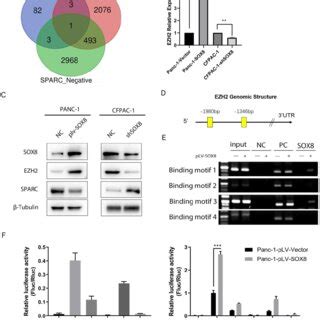 SOX8 Up Regulate The Expression Of EZH2 A Venn Diagram Of Sequencing