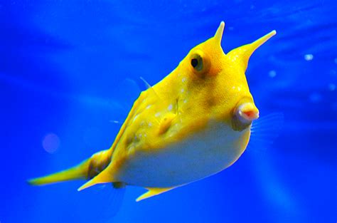 Longhorn Cowfish Plugon