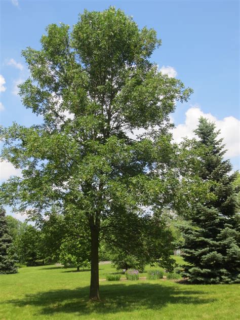 Green Ash Trees Of Manitoba · Inaturalist