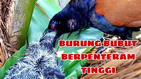 BURUNG BUBUT JANTAN KASAR KE ANAKNYA YouTube