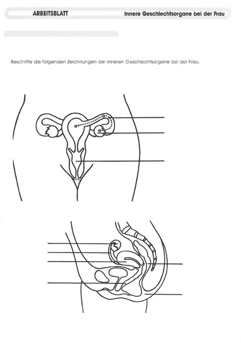 Weibliche Geschlechtsorgane Innen Diagram Quizlet