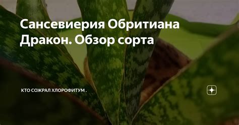 Сансевиерия Обритиана Дракон. Обзор сорта | Кто сожрал хлорофитум | Дзен