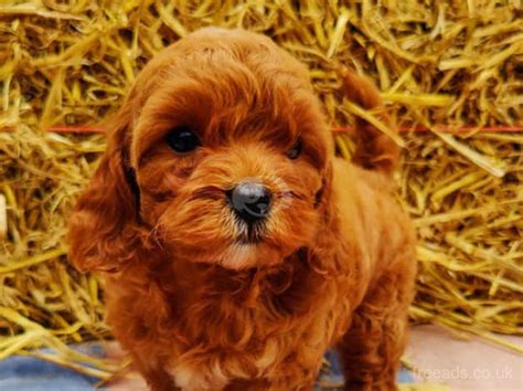 Beautiful Fox Red Cavapoo Puppies Fully Health Tested Parents In Lenham