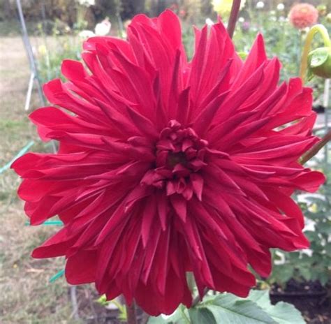 Red Umbrella Dahlias By Flower Name