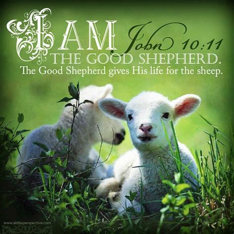 John 10 11 14 16 I Am The Good Shepherd The Good Shepherd Gives His