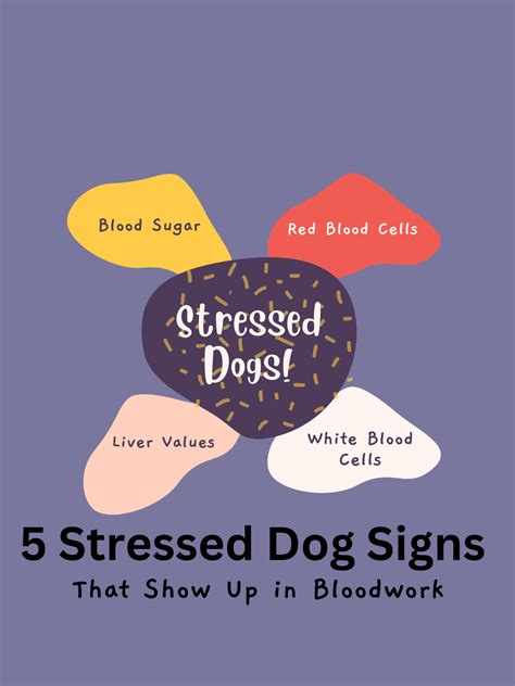 can dog stressed naturally 6
