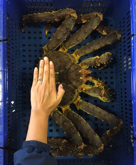Blue King Crab Facts & Information Guide - American Oceans