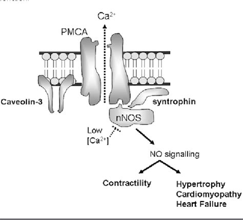 Figure 2 From The Regulatory Function Of Plasma Membrane Ca 2 ATPase