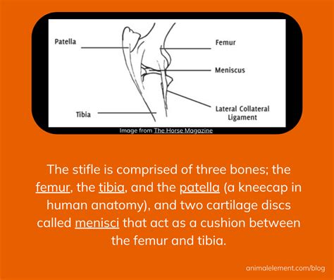 Everything You Need To Know About The Stifle Joint And How To Keep It