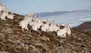 What Are the Predators of the Arctic Hare? - Polar Guidebook