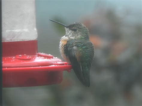 2023-2024 Winter Hummingbird Report – Southeastern Avian Research