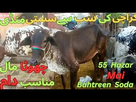 Karachi Ke Sab Se Sasti Mandi 55k Mai Soda Cheapest Cow Price In