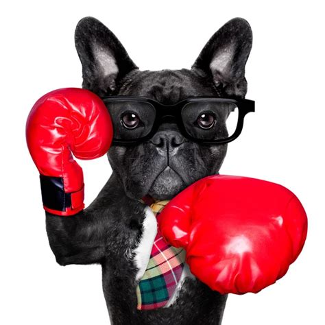 Boxing dog — Stock Photo © damedeeso #24432867