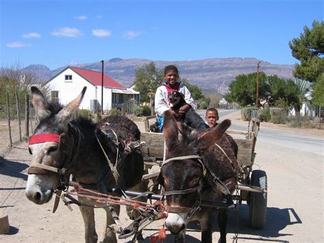 Donkey Cart Ride in Oudtshoorn, South Africa