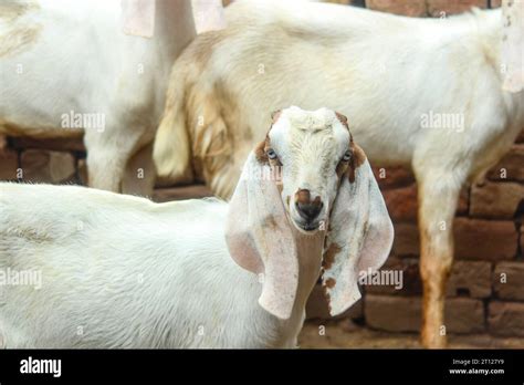 Close Up Of The Barbari Goat Eating Grass In Farm Goat Grazing In Farm