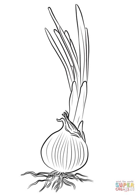 Kolorowanka Cebula Ogrodowa Kolorowanki Dla Dzieci Do Druku