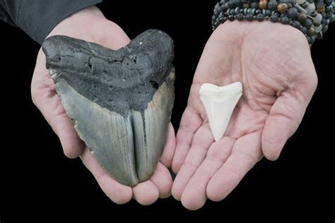 Huge Tooth Of Megaldon Biggest Shark To Ever Live Found On Beach