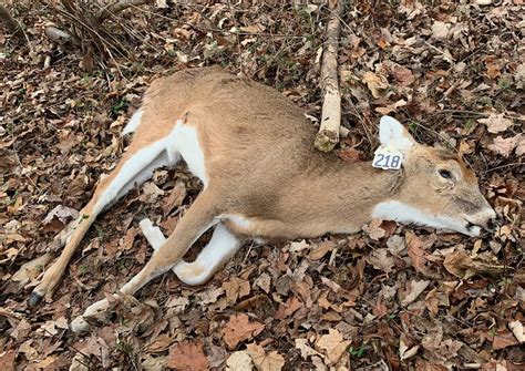 Deer With Wound Missing Antlers Found In New Springville Raises