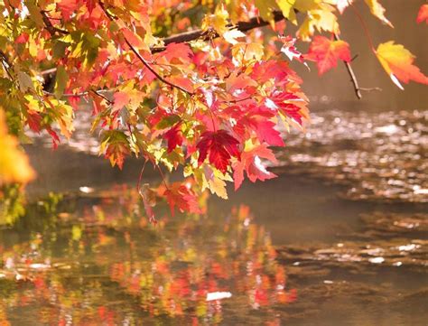 Fall color at the Morton Arboretum | Fall colors, Morton arboretum ...