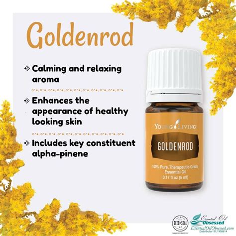 Goldenrod Essential Oil Artofit