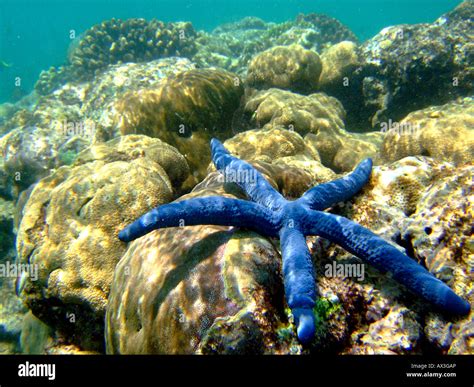 Malindi Marine Park Stock Photo - Alamy